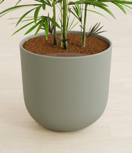 Load image into Gallery viewer, Sage Green stand:all