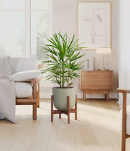 Load image into Gallery viewer, Sage Green stand:walnut