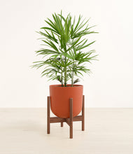 Load image into Gallery viewer, Earth Red stand:walnut