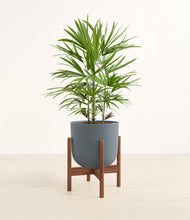 Load image into Gallery viewer, Iron Gray stand:walnut