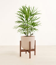 Load image into Gallery viewer, Sandy Pink stand:walnut