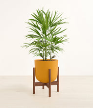 Load image into Gallery viewer, Sunset Orange stand:walnut