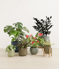 Lade das Bild in den Galerie-Viewer, Earthy stand:two_stands