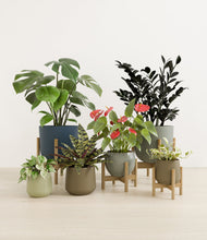 Lade das Bild in den Galerie-Viewer, Earthy stand:four_stands