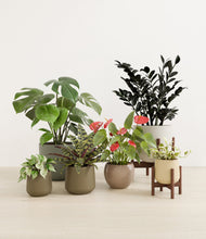 Lade das Bild in den Galerie-Viewer, Woodland stand:two_stands