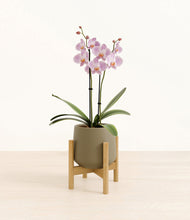 Load image into Gallery viewer, -