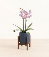 Load image into Gallery viewer, -