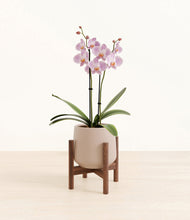 Load image into Gallery viewer, -