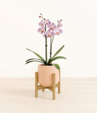 Load image into Gallery viewer, -