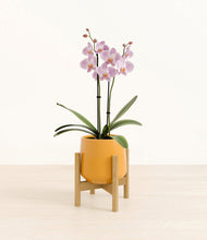 Load image into Gallery viewer, -