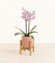 Load image into Gallery viewer, -