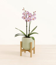 Load image into Gallery viewer, -