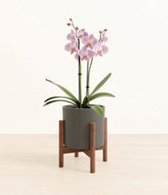 Load image into Gallery viewer, -