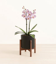 Load image into Gallery viewer, -