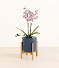 Load image into Gallery viewer, -