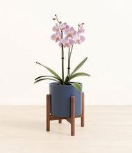 Load image into Gallery viewer, -