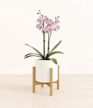 Load image into Gallery viewer, -