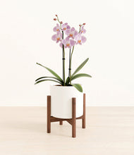 Load image into Gallery viewer, -