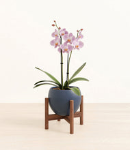 Load image into Gallery viewer, -