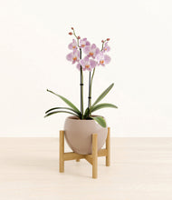 Load image into Gallery viewer, -