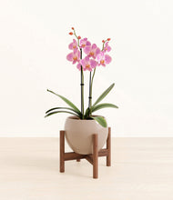 Load image into Gallery viewer, Desert Brown stand:walnut