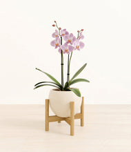 Load image into Gallery viewer, -