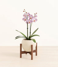 Load image into Gallery viewer, -