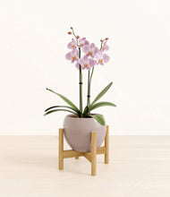 Load image into Gallery viewer, -