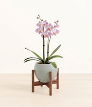 Load image into Gallery viewer, -