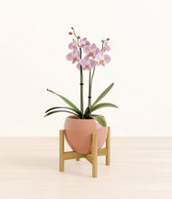 Load image into Gallery viewer, -