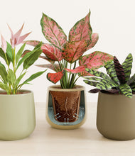 Load image into Gallery viewer, Earthy stand:all