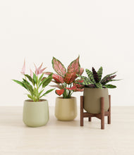 Load image into Gallery viewer, Earthy stand:one_stand