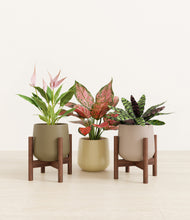 Load image into Gallery viewer, Woodland stand:two_stands
