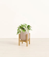 Load image into Gallery viewer, Eternal Gray stand:bamboo