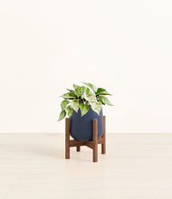 Load image into Gallery viewer, Deep Navy stand:walnut