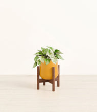 Load image into Gallery viewer, Mustard stand:walnut