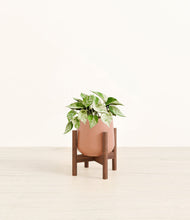 Load image into Gallery viewer, Calm Rose stand:walnut