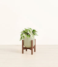 Load image into Gallery viewer, Turquoise stand:walnut