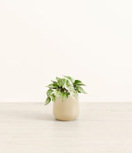 Load image into Gallery viewer, Almond Green*****Profile