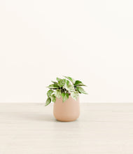 Load image into Gallery viewer, Gentle Pink*****Profile