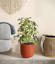 Charger l'image dans la galerie, Earth Red