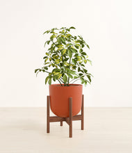 Charger l'image dans la galerie, Earth Red stand:dark