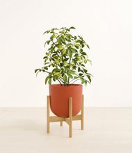 Charger l'image dans la galerie, Earth Red stand:light