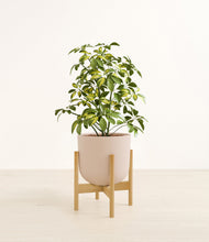 Charger l'image dans la galerie, Sandy Pink stand:light