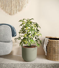 Charger l'image dans la galerie, Sage Green