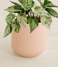 Load image into Gallery viewer, Gentle Pink stand:all