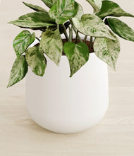 Load image into Gallery viewer, White stand:all