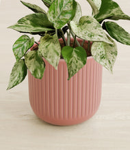 Load image into Gallery viewer, Striped Rose Pink stand:all