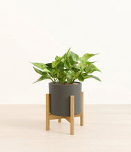 Load image into Gallery viewer, Dark Olive stand:bamboo