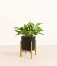 Load image into Gallery viewer, Black stand:bamboo